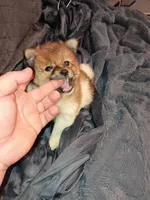 Stitch, a male Pomeranian for sale in Bronx, NY – Photo 2 of 10