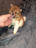 Stitch, a male Pomeranian for sale in Bronx, NY – Photo 3 of 10