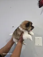 Stitch, a male Pomeranian for sale in Bronx, NY – Photo 3 of 3