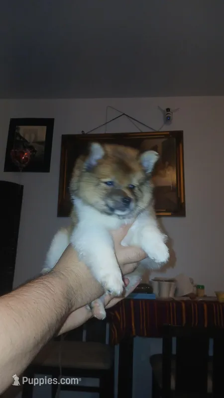 Stitch – Pomeranian puppy for sale in Bronx, NY