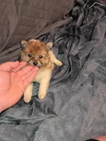 Stitch, a male Pomeranian for sale in Bronx, NY – Photo 5 of 10