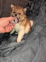 Stitch, a male Pomeranian for sale in Bronx, NY – Photo 4 of 10