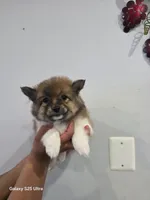 Stitch, a male Pomeranian for sale in Bronx, NY – Photo 2 of 3