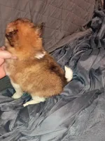 Stitch, a male Pomeranian for sale in Bronx, NY – Photo 7 of 10