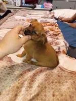 Melody , a female Chihuahua and Yorkshire Terrier for sale in Bronx, NY – 3 of 8