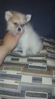 Molly , a female Pomeranian for sale in Bronx, NY – 2 of 2