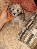 Caramelo y Dolly , a male Maltese and Poodle - Toy  for sale in Bronx, NY – 10 of 10