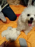 Jessy , a female Poodle - Toy  for sale in Bronx, NY – 6 of 7