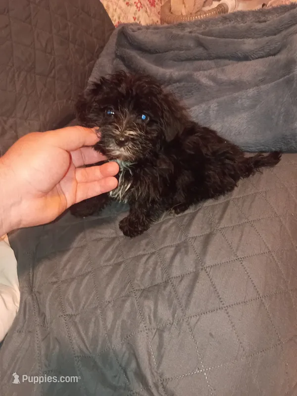 Toby  – Morkie puppy for sale in Bronx, NY