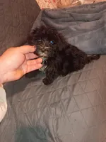 Toby , a male Morkie for sale in Bronx, NY – 1 of 10
