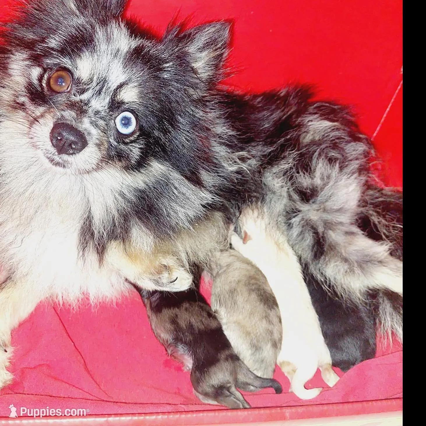 Sponky , a male Pomeranian for sale in Bronx, NY – Photo 9 of 9