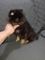 Sponky , a male Pomeranian for sale in Bronx, NY – Photo 5 of 9