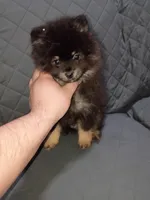Sponky , a male Pomeranian for sale in Bronx, NY – Photo 1 of 9