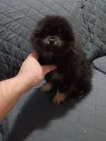 Sponky , a male Pomeranian for sale in Bronx, NY – Photo 4 of 9