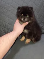 Sponky , a male Pomeranian for sale in Bronx, NY – Photo 7 of 9