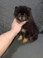 Sponky , a male Pomeranian for sale in Bronx, NY – Photo 6 of 9