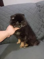 Sponky , a male Pomeranian for sale in Bronx, NY – Photo 2 of 9