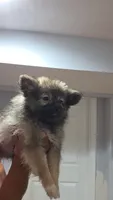 Camilo , a male Pomeranian for sale in Bronx, NY – 3 of 9