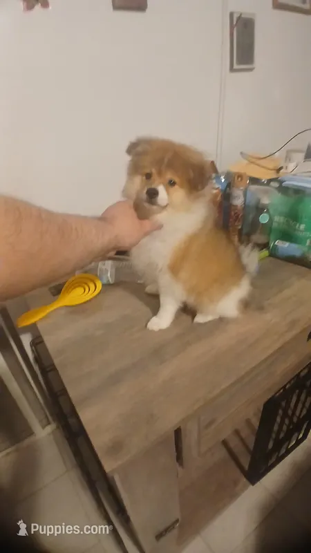 Woody – Pomeranian puppy for sale in Bronx, NY