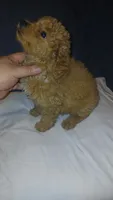 Molly , a female Poodle - Toy  for sale in Bronx, NY – 4 of 10
