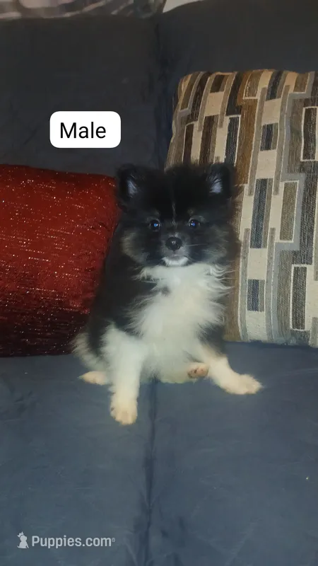 Sponky  – Pomeranian puppy for sale in Bronx, NY