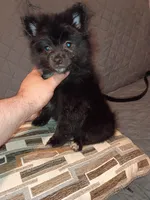 Balu , a male Pomeranian for sale in Bronx, NY – 6 of 7