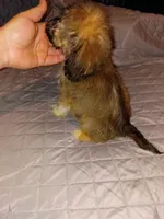 Stitch, a male Lhasa Apso and Shih Tzu for sale in Bronx, NY – 4 of 10