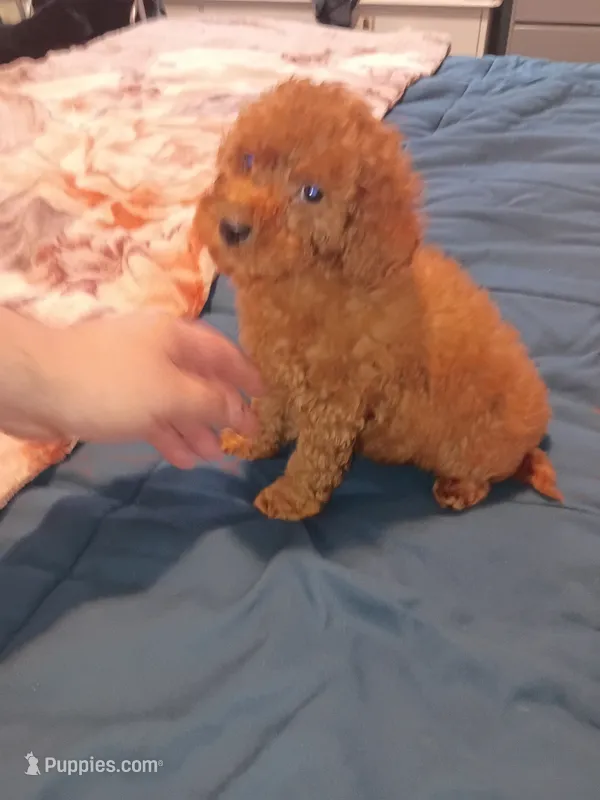 Mateo  – Poodle - Toy  puppy for sale in Bronx, NY