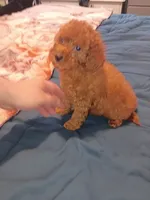 Mateo , a male Poodle - Toy  for sale in Bronx, NY – 1 of 6