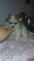 Balentina y Sofía , a female Pomeranian for sale in Bronx, NY – 4 of 10