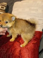 Candy, a female Pomeranian for sale in Bronx, NY – 4 of 5
