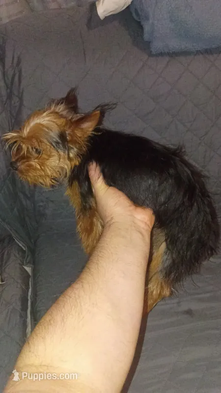 Caramelo  – Yorkshire Terrier puppy for sale in Bronx, NY