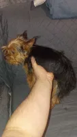 Caramelo , a male Yorkshire Terrier for sale in Bronx, NY – 1 of 6