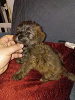 Toby , a male Shih Tzu and Yorkshire Terrier for sale in Bronx, NY – 4 of 6