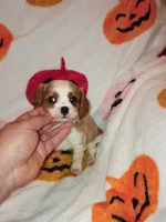 Caramelo y Valentina , a female Cavalier King Charles Spaniel for sale in Bronx, NY – 7 of 9