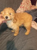 Balentina , a female Poodle - Toy  and Poodle - Miniature  for sale in Bronx, NY – 3 of 10