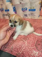 Lucas y melody , a male Pomeranian for sale in Bronx, NY – 3 of 8