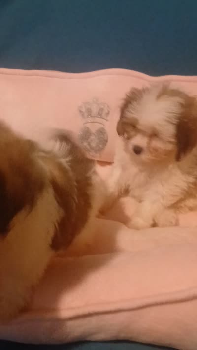 Balentina , a female Shih Tzu for sale in Bronx, NY – 9 of 9