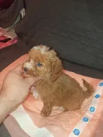 Kiara , a female Poodle - Toy  for sale in Bronx, NY – 10 of 10