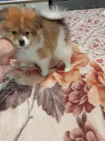 Sponky , a male Pomeranian for sale in Bronx, NY – Photo 8 of 9