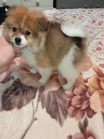 Sponky , a male Pomeranian for sale in Bronx, NY – Photo 3 of 9