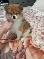 Sponky , a male Pomeranian for sale in Bronx, NY – Photo 4 of 9