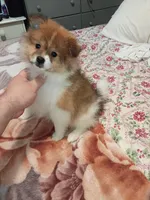 Sponky , a male Pomeranian for sale in Bronx, NY – Photo 2 of 9