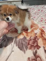 Sponky , a male Pomeranian for sale in Bronx, NY – Photo 9 of 9