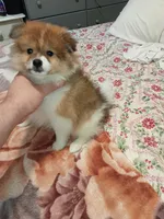 Sponky , a male Pomeranian for sale in Bronx, NY – Photo 7 of 9