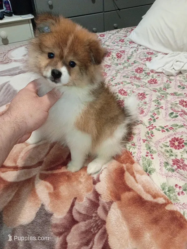 Sponky  – Pomeranian puppy for sale in Bronx, NY