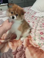 Sponky , a male Pomeranian for sale in Bronx, NY – Photo 1 of 9