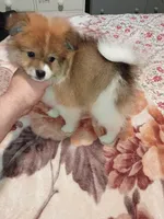 Sponky , a male Pomeranian for sale in Bronx, NY – Photo 5 of 9