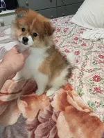 Sponky , a male Pomeranian for sale in Bronx, NY – Photo 6 of 9