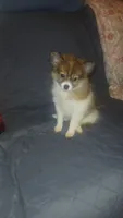 Melody , a female Pomeranian for sale in Bronx, NY – 4 of 6